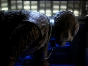 Filename=extant_StarTrekDS9_1x06-CaptivePursuitl_03351.jpg
Filesize=183KiB
Dimensions=1200x900
Date added=May 29, 2019 extant_StarTrekDS9_1x06-CaptivePursuitl_03351.jpg