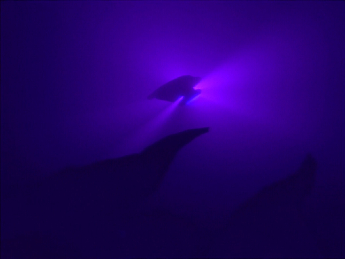 extant_StarTrekDS9_1x12-Vortex_03359.jpg