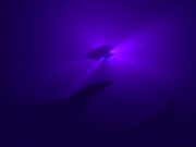 Filename=extant_StarTrekDS9_1x12-Vortex_03358.jpg
Filesize=67KiB
Dimensions=1200x900
Date added=Jun 11, 2019 extant_StarTrekDS9_1x12-Vortex_03358.jpg