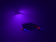 Filename=extant_StarTrekDS9_1x12-Vortex_03415.jpg
Filesize=74KiB
Dimensions=1200x900
Date added=Jun 11, 2019 extant_StarTrekDS9_1x12-Vortex_03415.jpg