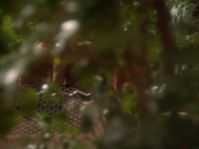 extant_StarTrekDS9_1x15-Progress_01897.jpg
