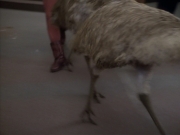 Filename=extant_StarTrekDS9_1x16-IfWishesWereHorses_02411.jpg
Filesize=129KiB
Dimensions=1200x900
Date added=Jun 12, 2019 extant_StarTrekDS9_1x16-IfWishesWereHorses_02411.jpg