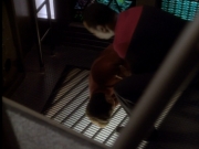 extant_StarTrekDS9_1x18-DramatisPersonae_03127.jpg