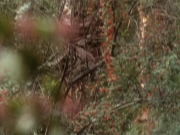 Filename=extant_StarTrekDS9_2x19-BloodOath_03054.jpg
Filesize=219KiB
Dimensions=1200x900
Date added=Jul 01, 2019 extant_StarTrekDS9_2x19-BloodOath_03054.jpg