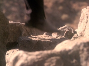 Filename=extant_StarTrek_DS9_5x02-TheShip_00010.jpg
Filesize=204KiB
Dimensions=1200x900
Date added=Dec 12, 2019 extant_StarTrek_DS9_5x02-TheShip_00010.jpg