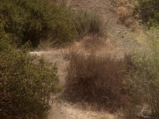 extant_StarTrek_DS9_5x04-NorTheBattleToTheStrong_01920.jpg
