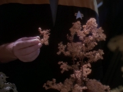 extant_StarTrek_DS9_5x05-TheAssignment_00207.jpg