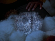 Filename=extant_StarTrek_DS9_5x06-TrialsAndTribble-ations_03469.jpg
Filesize=158KiB
Dimensions=1200x900
Date added=Dec 12, 2019 extant_StarTrek_DS9_5x06-TrialsAndTribble-ations_03469.jpg