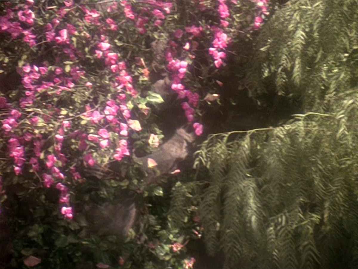extant_StarTrek_DS9_5x19-TiesOfBloodAndWater_03704.jpg