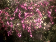 extant_StarTrek_DS9_5x19-TiesOfBloodAndWater_03702.jpg