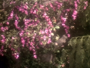 extant_StarTrek_DS9_5x19-TiesOfBloodAndWater_03703.jpg