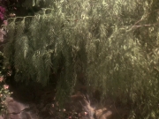 extant_StarTrek_DS9_5x19-TiesOfBloodAndWater_03707.jpg