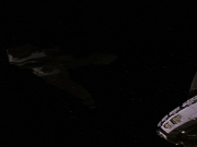 Filename=extant_StarTrek_DS9_5x21-SoldiersOfTheEmpire_00735.jpg
Filesize=84KiB
Dimensions=1200x900
Date added=Dec 20, 2019 extant_StarTrek_DS9_5x21-SoldiersOfTheEmpire_00735.jpg