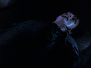 extant_StarTrek_DS9_5x24-EmpokNor_03570.jpg