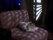 Filename=extant_StarTrek_DS9_6x15-HonorAmongThieves_3706.jpg
Filesize=135KiB
Dimensions=1200x900
Date added=Jan 12, 2020 extant_StarTrek_DS9_6x15-HonorAmongThieves_3706.jpg