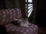 Filename=extant_StarTrek_DS9_6x15-HonorAmongThieves_3708.jpg
Filesize=141KiB
Dimensions=1200x900
Date added=Jan 12, 2020 extant_StarTrek_DS9_6x15-HonorAmongThieves_3708.jpg