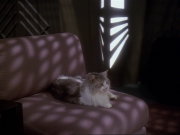 Filename=extant_StarTrek_DS9_6x15-HonorAmongThieves_3709.jpg
Filesize=143KiB
Dimensions=1200x900
Date added=Jan 12, 2020 extant_StarTrek_DS9_6x15-HonorAmongThieves_3709.jpg