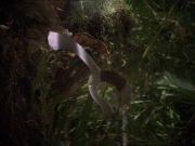 Filename=extant_StarTrek_DS9_6x16-ChangeOfHeart_3318.jpg
Filesize=182KiB
Dimensions=1200x900
Date added=Jan 12, 2020 extant_StarTrek_DS9_6x16-ChangeOfHeart_3318.jpg
