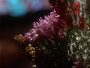 Filename=extant_StarTrek_DS9_6x17-WrongsDarkerThanDeathOrNight_0228.jpg
Filesize=141KiB
Dimensions=1200x900
Date added=Aug 16, 2017 extant_StarTrek_DS9_6x17-WrongsDarkerThanDeathOrNight_0228.jpg