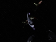 Filename=extant_StarTrek_DS9_7x25-7x26-WhatYouLeaveBehind_2556.jpg
Filesize=103KiB
Dimensions=1200x900
Date added=Jan 22, 2020 extant_StarTrek_DS9_7x25-7x26-WhatYouLeaveBehind_2556.jpg